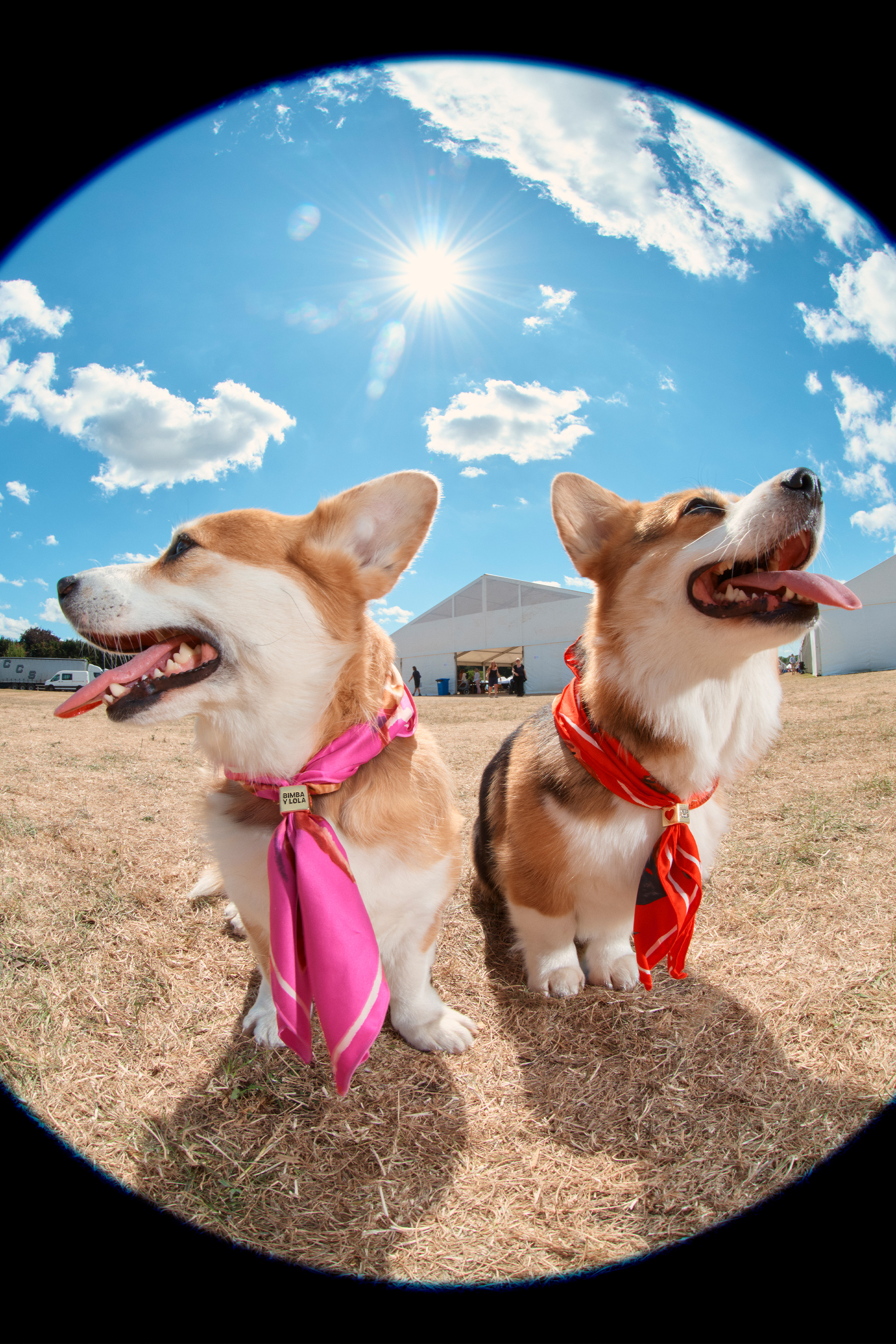 Foto noticia: Dog Lovers Collection de BIMBA Y LOLA en Zenia Boulevard